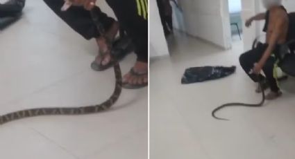 VÍDEO: Picado por jararaca, homem leva cobra até hospital