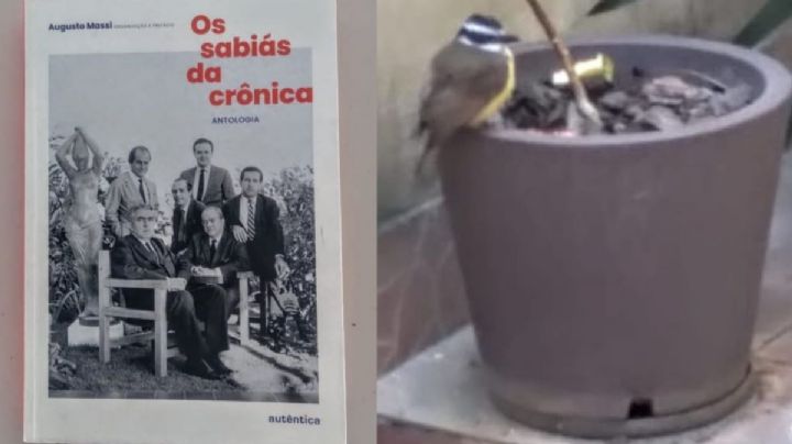 Os sabiás e o bem-te-vi – Por Luis Cosme Pinto