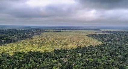 Efeito Lula: desmatamento na Amazônia segue em queda