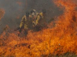 Incêndios no Brasil: Mais de 11 milhões de pessoas podem ter sido afetadas