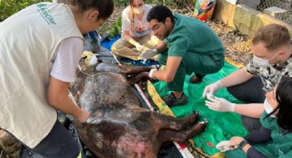 Fauna sob risco: morta após ter corpo 100% queimado em incêndio, Anta estava prenha