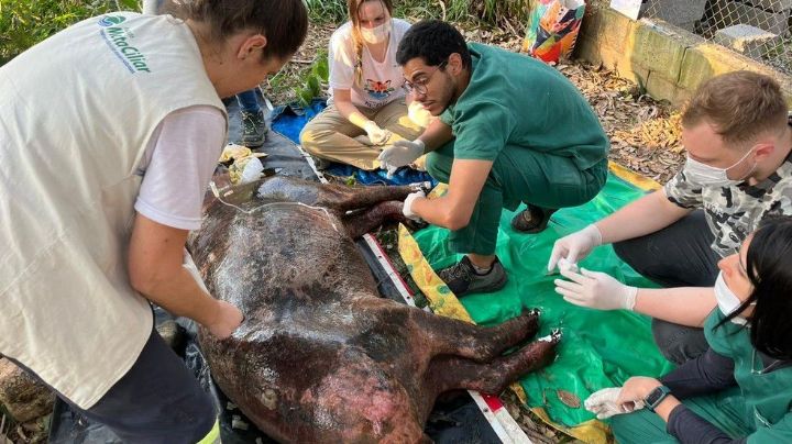 Fauna sob risco: morta após ter corpo 100% queimado em incêndio, Anta estava prenha