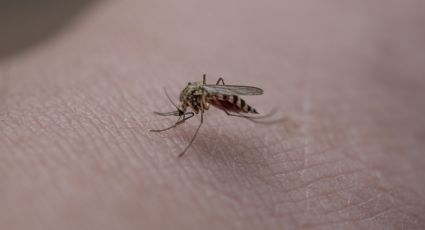 Por que homem picado por mosquitos em ônibus será indenizado