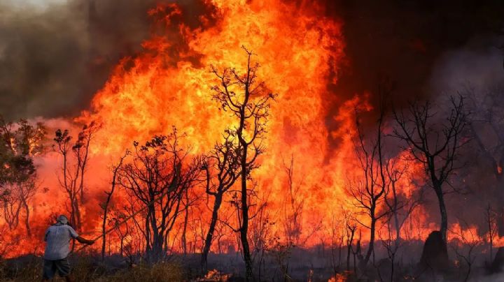 Consumido por chamas: incêndio no Parque Nacional de Brasília pode ter sido criminoso, diz PF