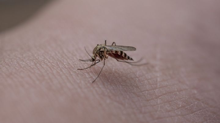 Por que homem picado por mosquitos em ônibus será indenizado