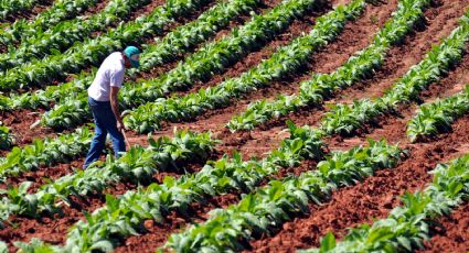 País que mais consome agrotóxicos no mundo tem uso 3x maior que o da China