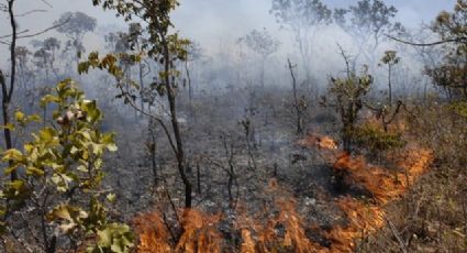 Queimadas aumentam a temperatura do solo por décadas, diz estudo; apagar o fogo não é suficiente