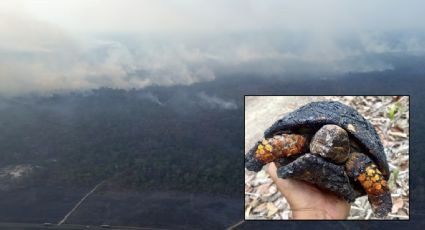 Fogo e drones assombram Terra Indígena no Pará