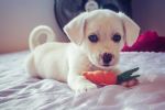 Foto ilustrativa de la nota titulada: Como o seu estresse pode afetar o seu cão, segundo novo estudo