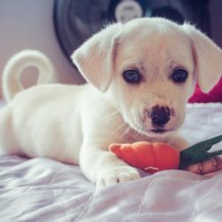 Como o seu estresse pode afetar o seu cão, segundo novo estudo