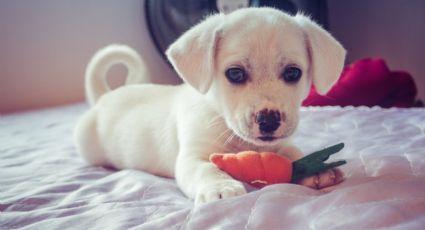 Como o seu estresse pode afetar o seu cão, segundo novo estudo