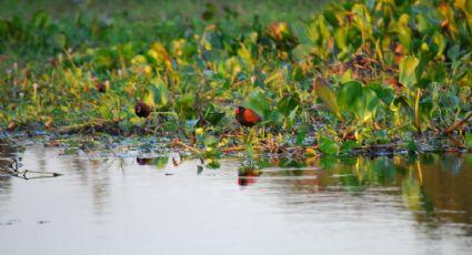 Espécies de anfíbios estão cada vez mais suscetíveis à extinção no Pantanal