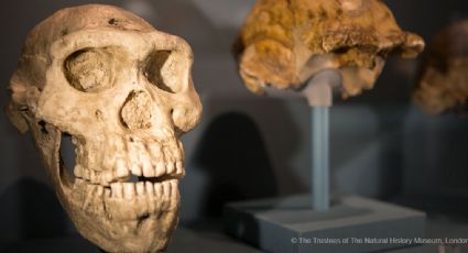 Homo erectus sobreviveu em clima extremo semelhante ao Saara há um milhão de anos