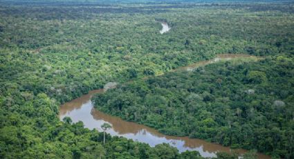 13% do território nacional, Terras Indígenas abrigam 8 em cada 10 das espécies ameaçadas