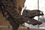Foto ilustrativa de la nota titulada: Origem dos primeiros dinossauros sofre reviravolta em novo estudo