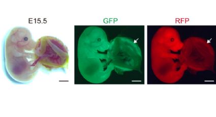 Cientistas produzem animais sem DNA materno: "filhos de dois pais"