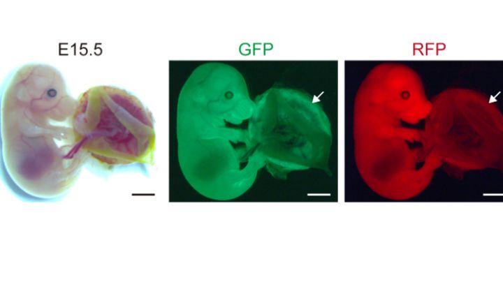 Cientistas produzem animais sem DNA materno: "filhos de dois pais"