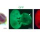 Cientistas produzem animais sem DNA materno: "filhos de dois pais"