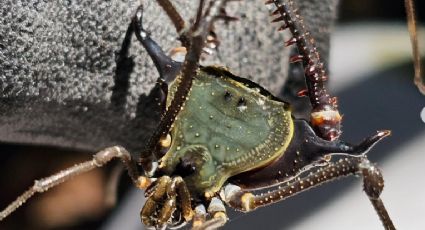 Nova espécie é identificada por fotografia em reserva ambiental de Minas Gerais