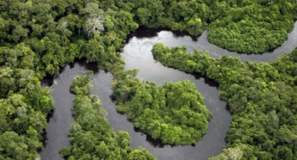 77 espécies amazônicas diminuíram de tamanho com o avanço dos efeitos climáticos, diz estudo