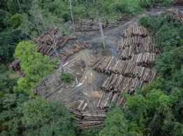 Desmatamento no Brasil cai 32% em 2024, mostra MapBiomas