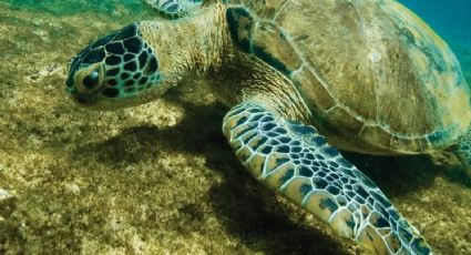 O que os animais solitários nos ensinam