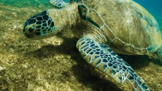 O que os animais solitários nos ensinam