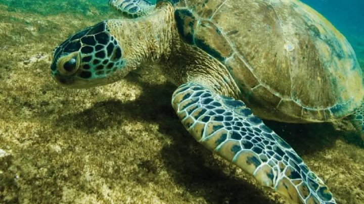 O que os animais solitários nos ensinam