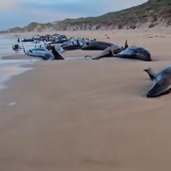 Mais de 90 baleias serão sacrificadas após encalhe em praia