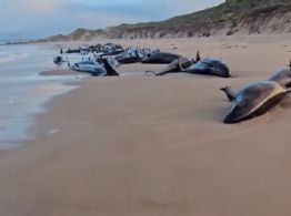 Mais de 90 baleias serão sacrificadas após encalhe em praia