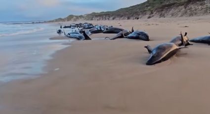 Mais de 90 baleias serão sacrificadas após encalhe em praia