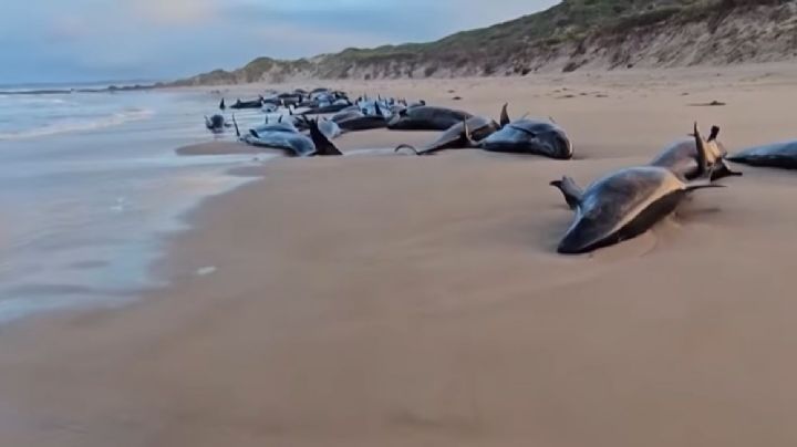 Mais de 90 baleias serão sacrificadas após encalhe em praia