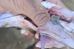 Foto ilustrativa de la nota titulada: VÍDEO: Pescador se assusta ao achar 2 pinos de cocaína nas entranhas de peixe