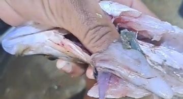 VÍDEO: Pescador se assusta ao achar 2 pinos de cocaína nas entranhas de peixe