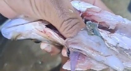 VÍDEO: Pescador se assusta ao achar 2 pinos de cocaína nas entranhas de peixe