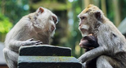 Animais podem falar? Estudo implantou variante de gene humano em ratos de laboratório para descobrir