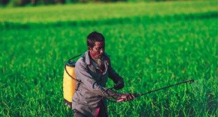 Exposição a agrotóxicos e tipo de câncer comum têm ligação direta, diz estudo conduzido no Brasil