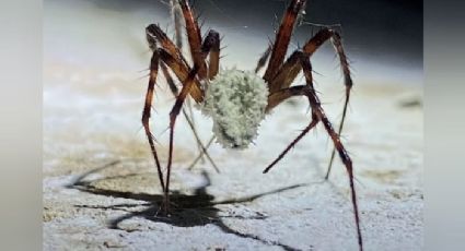 Fungo descoberto por cientistas pode transformar aranhas em "zumbis”