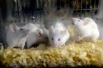 Saiba como ratos prestam primeiros socorros a outros ratos em situação de emergência