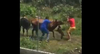 Imagens chocantes: Vídeo mostra cachorro pitbull atacando duas vacas