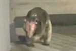 Foto ilustrativa de la nota titulada: VÍDEO: Animal misterioso assusta moradora nos EUA e autoridades pedem mais registros