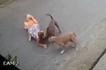 Foto ilustrativa de la nota titulada: CENAS FORTES: Grávida luta para salvar seu cão de ataque de cachorros no litoral de SP
