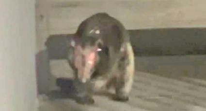 VÍDEO: Animal misterioso assusta moradora nos EUA e autoridades pedem mais registros