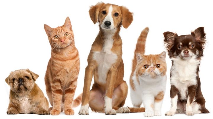 Cachorros e gatos estão cada vez mais biologicamente parecidos, e isso é culpa dos humanos