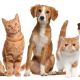 Cachorros e gatos estão cada vez mais biologicamente parecidos, e isso é culpa dos humanos