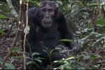 Foto ilustrativa de la nota titulada: VÍDEO: Chimpanzés "médicos" são vistos praticando primeiros socorros