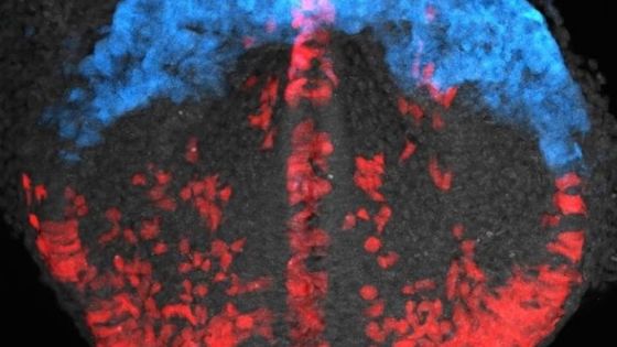 VÍDEO: Cientistas registram momento exato em que coração é formado