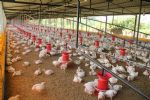 Foto ilustrativa de la nota titulada: Governo confirma 1º foco de gripe aviária em granja comercial no Brasil