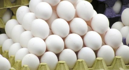Gripe aviária: ovos são descartados para evitar contágio