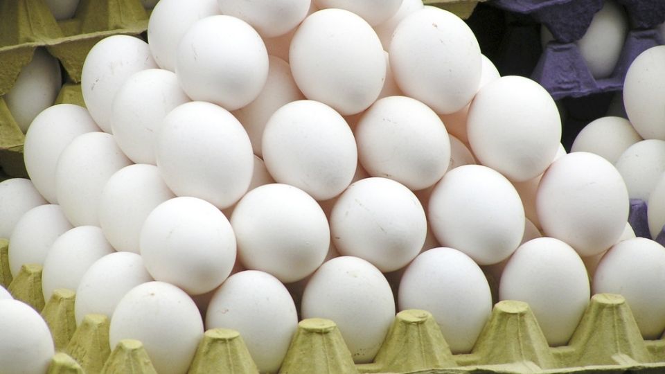 Ovos entram na mira do controle sanitário